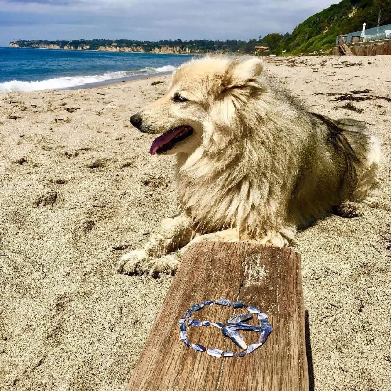 Holistic Pet Store, Natural Medicine